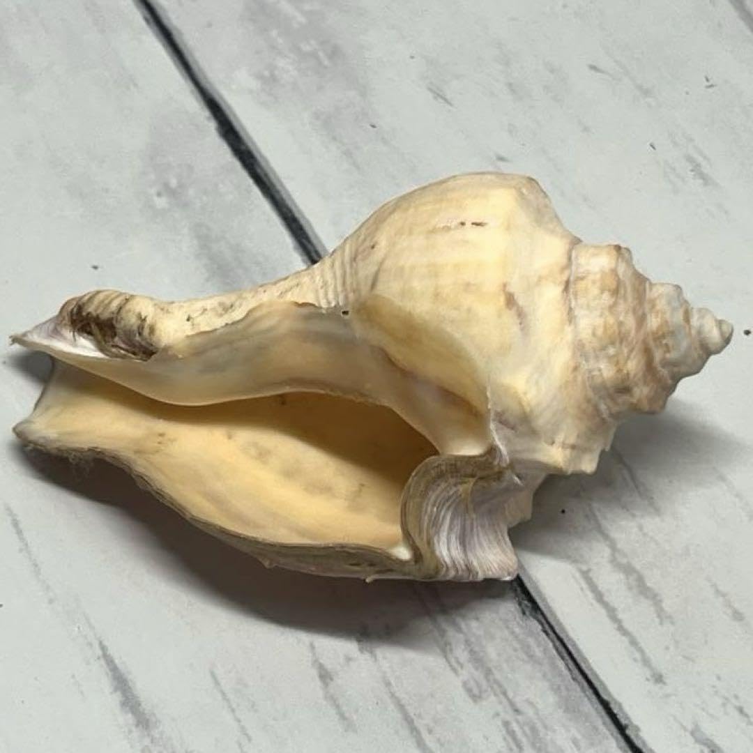 貝殻標本　テングニシ 貝殻標本 テングニシ